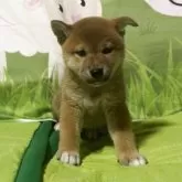 柴犬(標準サイズ)【三重県・女の子・2025年8月7日・赤色】の写真5