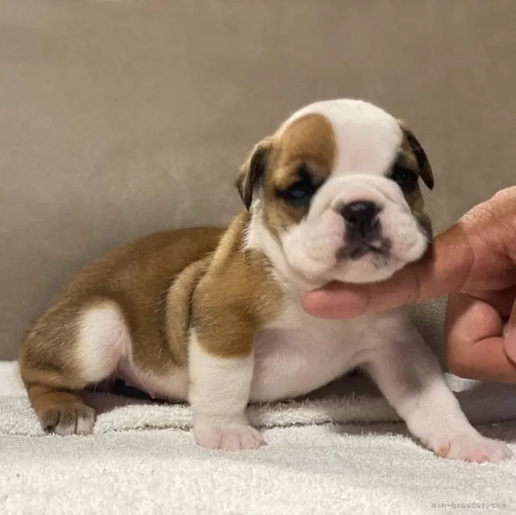 ID:2407-01585の子犬