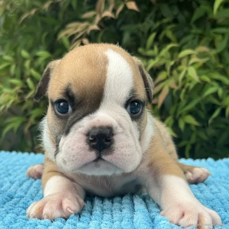 ID:2409-05927の子犬