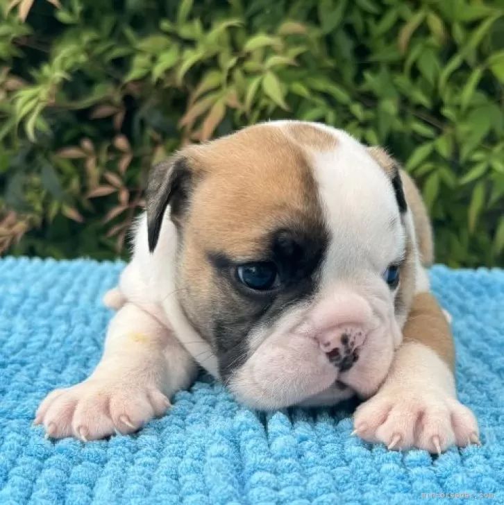 ID:2409-05918の子犬