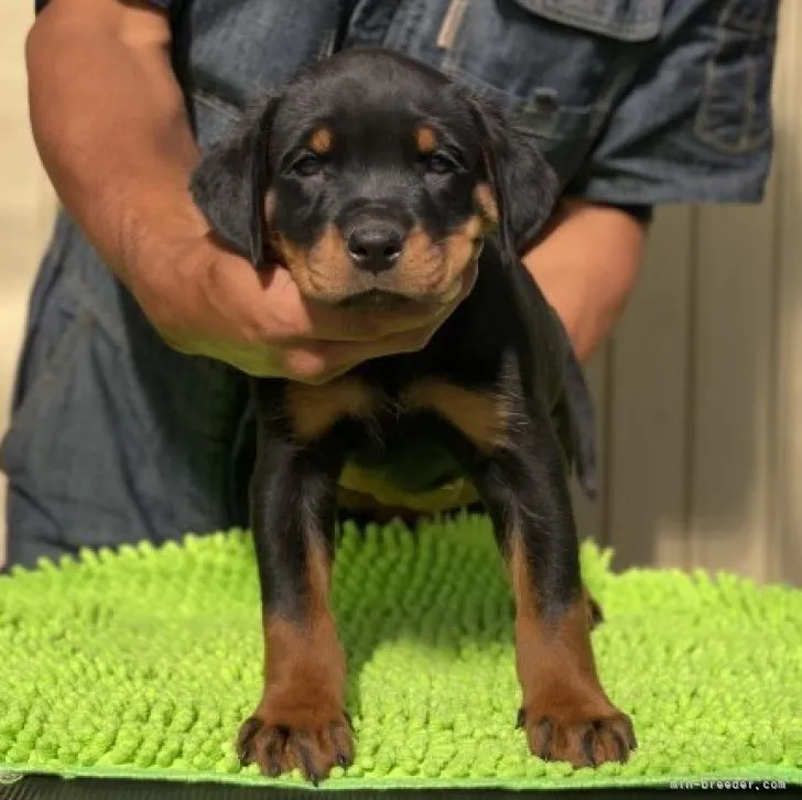 ID:2310-06597の子犬
