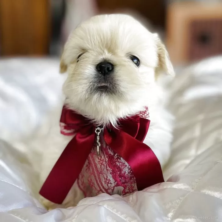 ペキニーズ【福岡県・女の子・2025年9月24日・クリーム&amp;ホワイト】の写真1