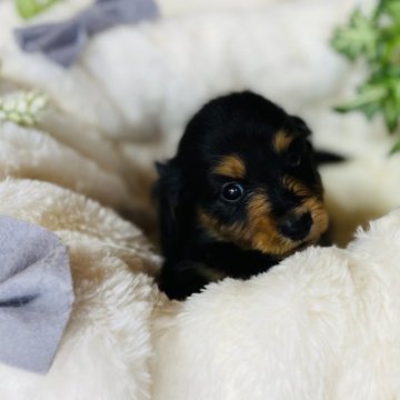 ミニチュアダックスフンド(ロング)【福岡県・男の子・2024年10月12日・ブラックタン】の写真「イケメンくん」