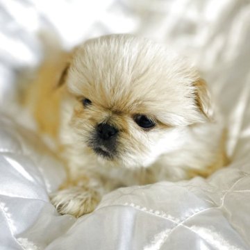 ペキニーズ【福岡県・男の子・2025年9月24日・クリーム】の写真「おっとりボーイ🐣」