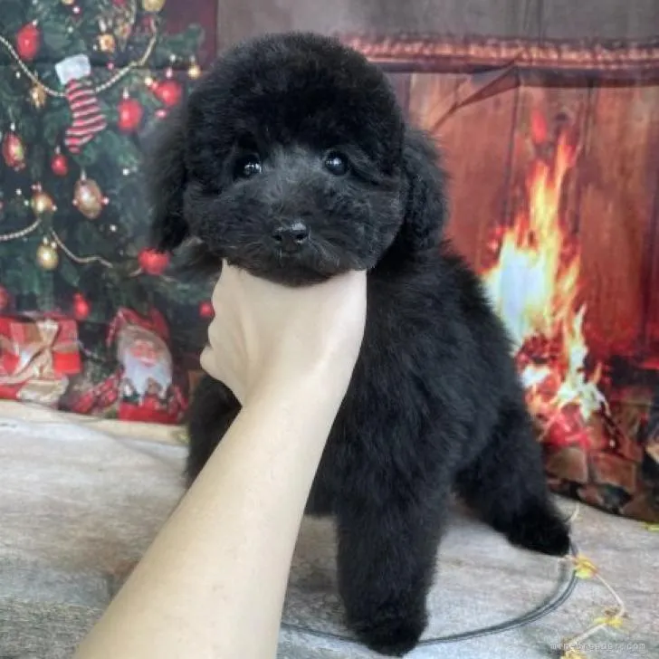 ID:2211-00370の子犬