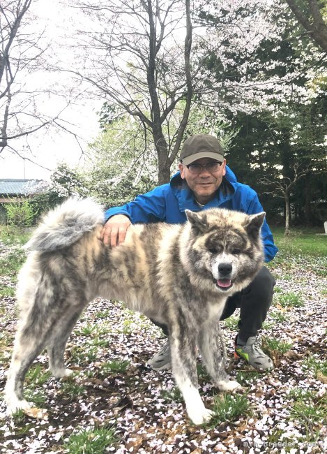 リクと私｜吉田　一成(よしだ　かずなり)ブリーダー(新潟県・秋田犬・秋田犬保存会登録)の紹介写真2