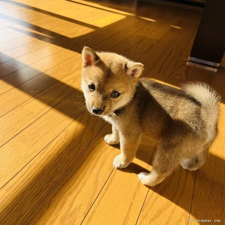 ID:2411-01599の子犬