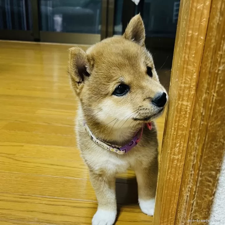 ID:2411-01580の子犬