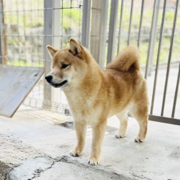 柴犬(豆柴)【岡山県・男の子・2024年10月13日・赤】の写真「柴犬らしいお顔立ちの男の子です🌻」