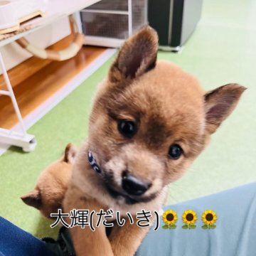 柴犬(豆柴)【岡山県・男の子・2025年5月27日・赤】の写真「三兄弟で1番おっとりしてます🐶
見学お待ちしてま」