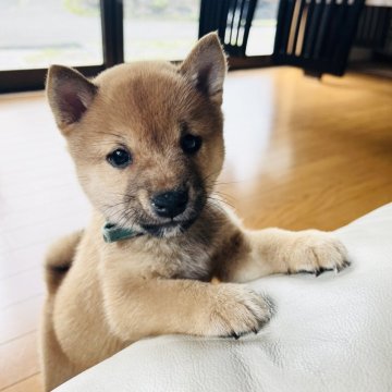 柴犬(豆柴)【岡山県・男の子・2025年5月27日・赤】の写真「三兄弟の中で1番活発な男の子です🐶」