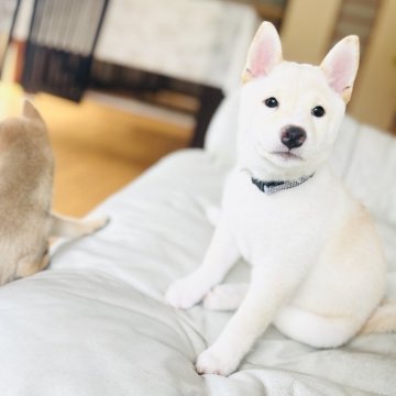 柴犬(豆柴)【岡山県・男の子・2025年5月18日・白】の写真「クールな顔立ちで賢い男の子
見学お待ちしてます🙇」