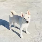 豆柴