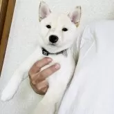 豆柴【岡山県・男の子・2025年5月18日・白】の写真1