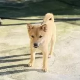 豆柴