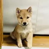 豆柴