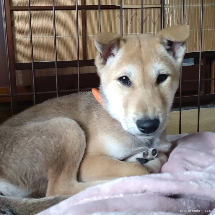 ID：2503-08059の子犬