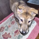 柴犬(標準サイズ)