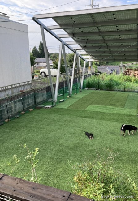 雨の日でもワンコたちは運動できますよ。ドッグランには一部屋根があります。｜山岡　修志(やまおか　しゅうじ)ブリーダー(岡山県・ミニチュアピンシャーなど・JKC/日本犬保存会/KC登録)の紹介写真3