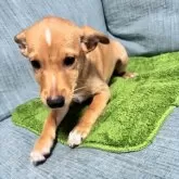 ミックス(ミニチュアピンシャー×柴犬)【岡山県・男の子・2025年5月13日・レッド】の写真10