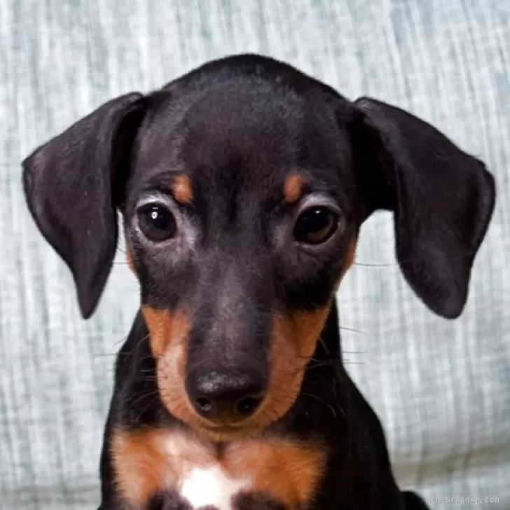 おくち 様のお迎えした子犬