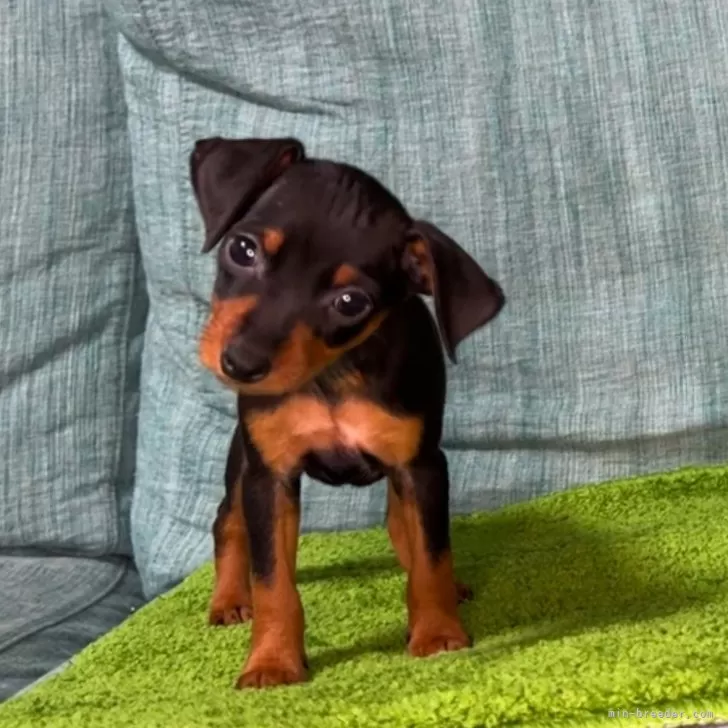 ID：2501-08203の子犬