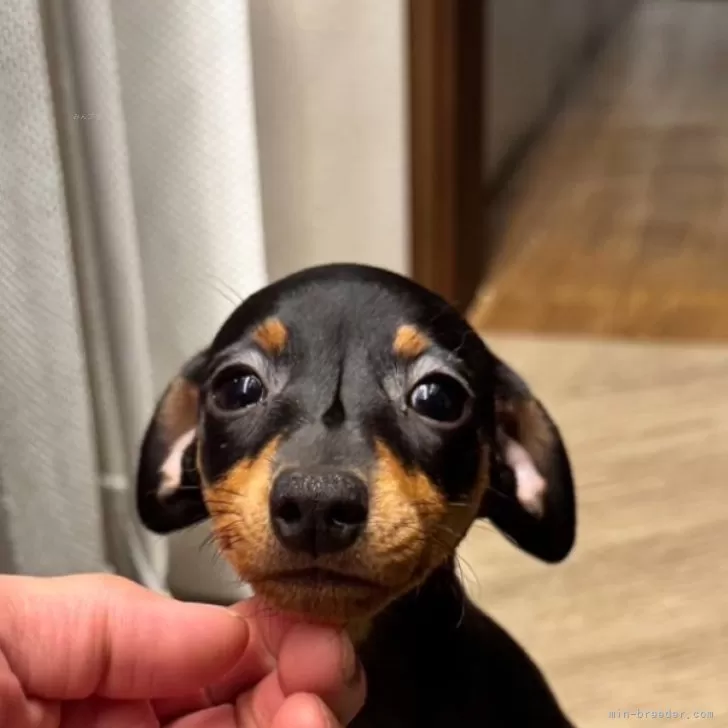 M.K 様のお迎えした子犬