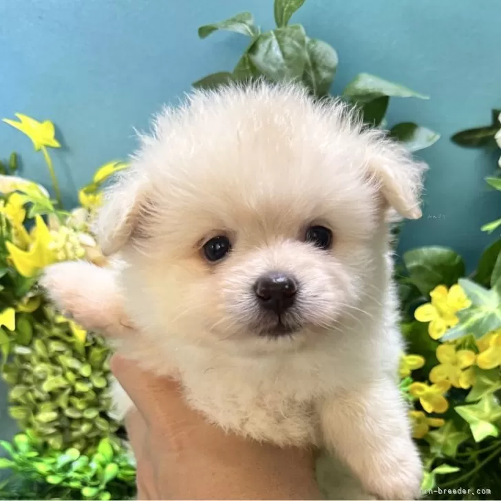 ID：2508-06662の子犬