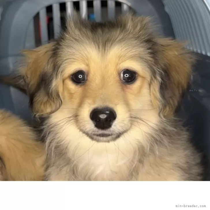 ID：2502-00085の子犬