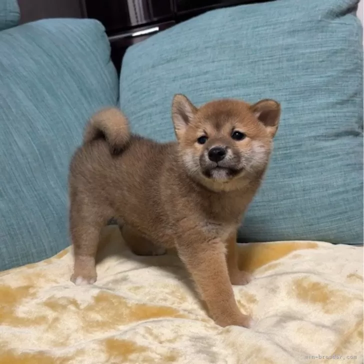 柴犬(標準サイズ)【岡山県・男の子・2025年10月19日・赤】の写真1