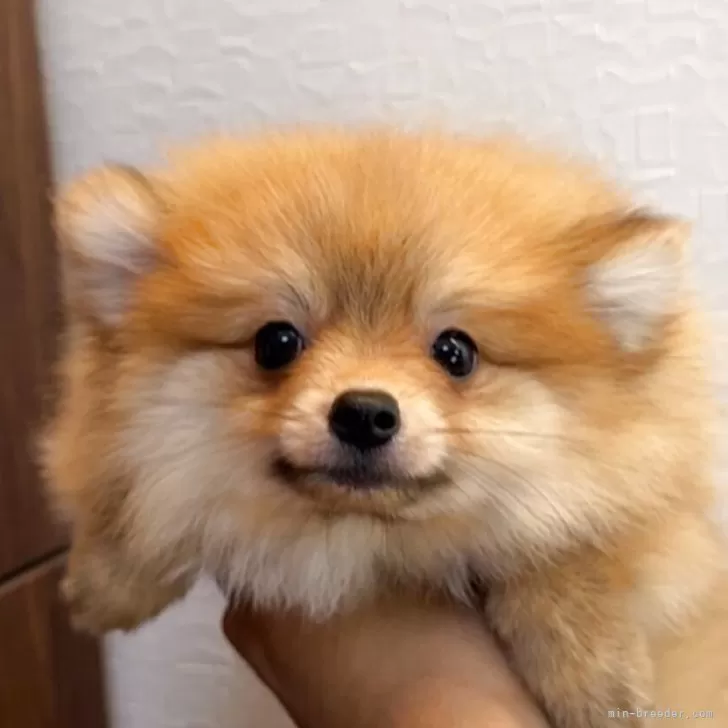 M.M 様のお迎えした子犬