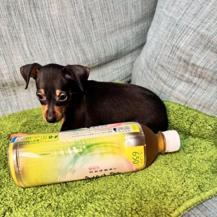 ID:2508-03126の子犬