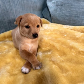 ミックス(ミニチュアピンシャー×柴犬)【岡山県・女の子・2025年5月13日・レッド】の写真「白い靴下がかわい長女ちゃん　7月9日からお渡し可能」