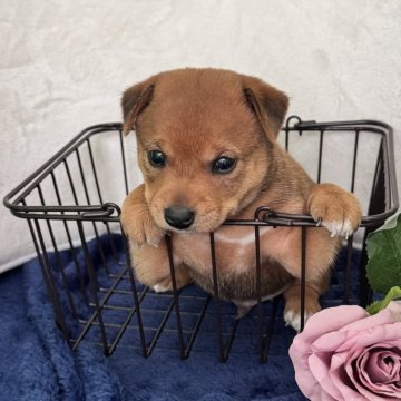 ミックス(ミニチュアピンシャー×柴犬)【岡山県・男の子・2025年10月2日・レッド】の写真「珍しい豆柴とミニピンのミックス犬の豆柴ピンの次男」