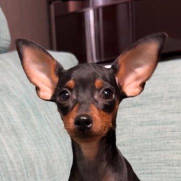 ミニチュアピンシャー【岡山県・女の子・2025年7月12日・ブラックタン】の写真「すごい小さく、可愛すぎな次女ちゃん」