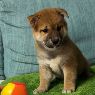 柴犬(標準サイズ)【岡山県・男の子・2025年1月4日・赤】の写真「子犬のうちに飼い主様と出会いたいので値下げしました」