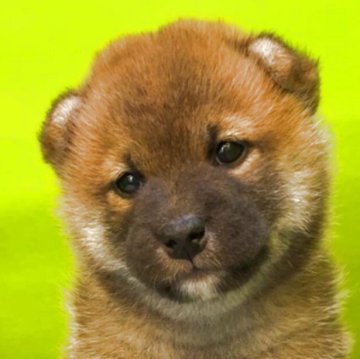 柴犬(標準サイズ)【岡山県・男の子・2025年10月19日・赤】の写真「パパは賞歴多数のチャンピオンワンちゃん、長男」