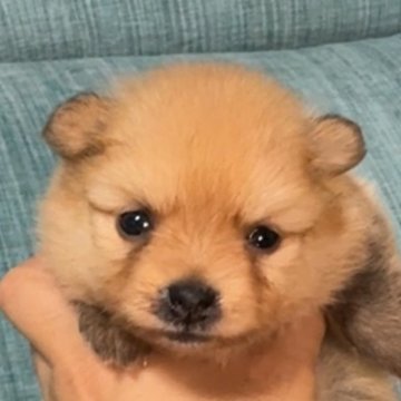 ポメラニアン【岡山県・女の子・2025年7月24日・オレンジ】の写真「フアフア、モコモコのむぎちゃんママの長女ちゃん」