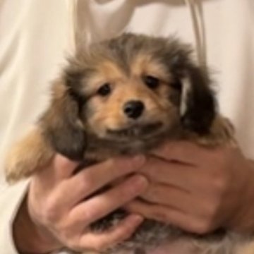 ポメックス(ポメラニアン×ダックスフンド)【岡山県・男の子・2024年12月28日・オレンジセーブル】の写真「かわいいポメックスの男の子　少し値下げ♪」