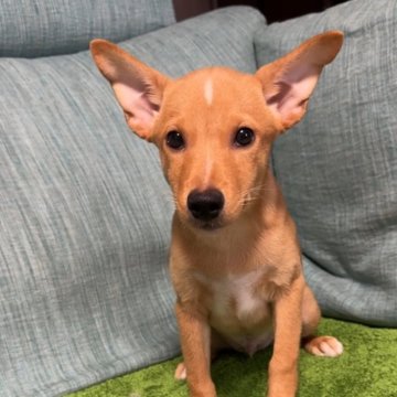 ミックス(ミニチュアピンシャー×柴犬)【岡山県・男の子・2025年5月13日・レッド】の写真「早く飼い主様に出会いたいので値下げします」