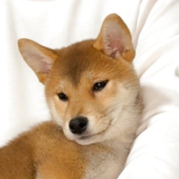 柴犬(標準サイズ)【岡山県・女の子・2025年1月4日・赤】の写真「小さめ豆柴タイプ　飼い主様と出会いたいので値下げ☺」