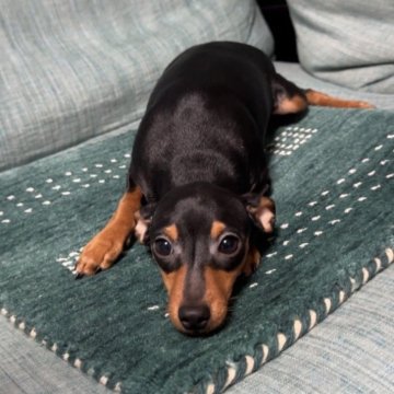 ミニチュアピンシャー【岡山県・女の子・2025年7月12日・ブラックタン】の写真「小さいミニピンしゅなちゃんママの四女ちゃん」