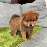 柴犬(標準サイズ)