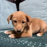 ミックス(ミニチュアピンシャー×柴犬)【岡山県・男の子・2025年10月2日・レッド】の写真1