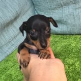 ミニチュアピンシャー