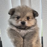 ポメラニアン