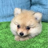 ポメラニアン