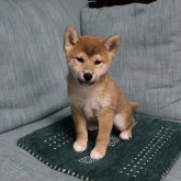 柴犬(標準サイズ)