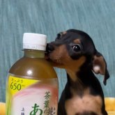 ミニチュアピンシャー