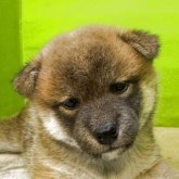 柴犬(標準サイズ)